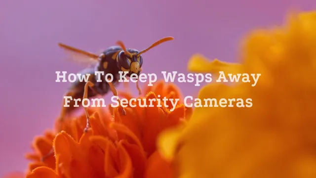 How to keep wasps away from security cameras
