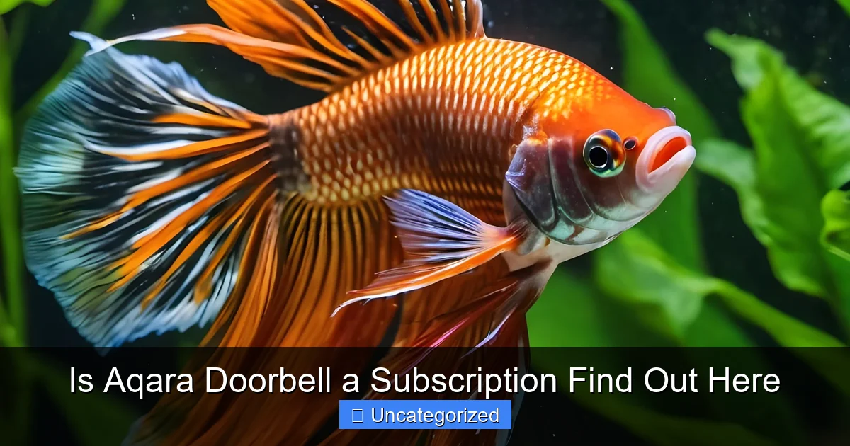 Is Aqara Doorbell a Subscription Find Out Here