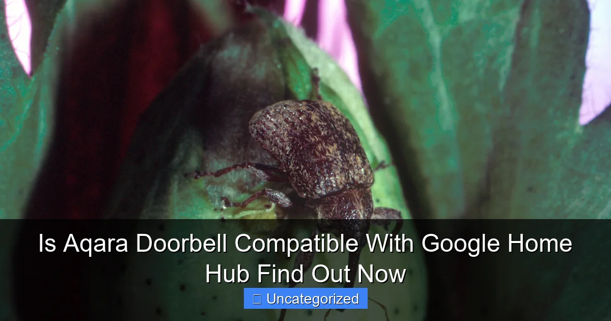 Is Aqara Doorbell Compatible With Google Home Hub Find Out Now