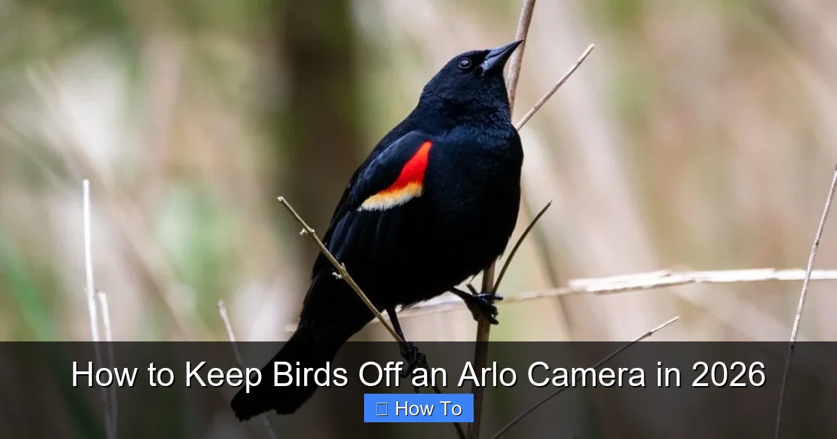 How to Keep Birds Off an Arlo Camera in 2026