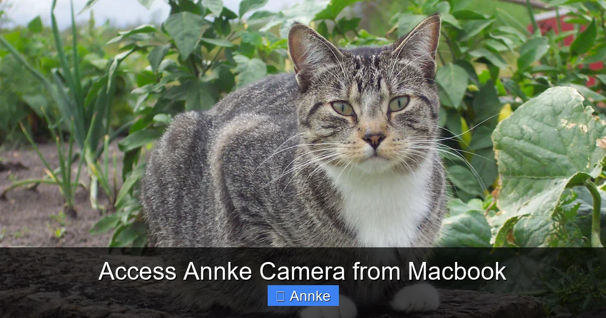 Access Annke Camera from Macbook