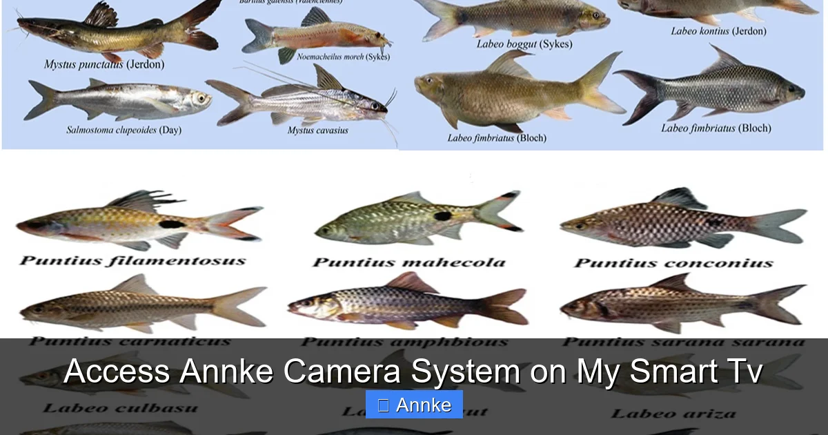 Access Annke Camera System on My Smart Tv