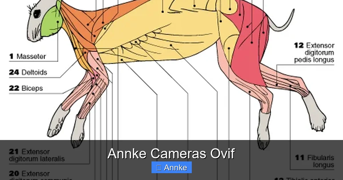 Annke Cameras Ovif