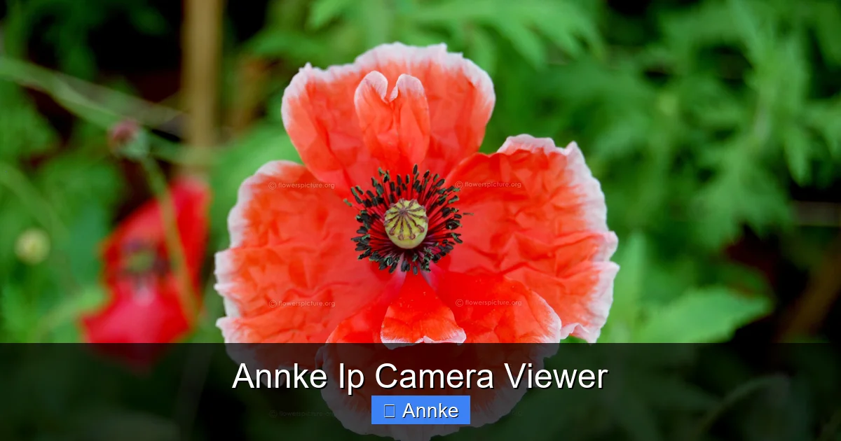 Annke Ip Camera Viewer