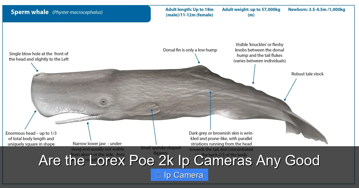 Are the Lorex Poe 2k Ip Cameras Any Good