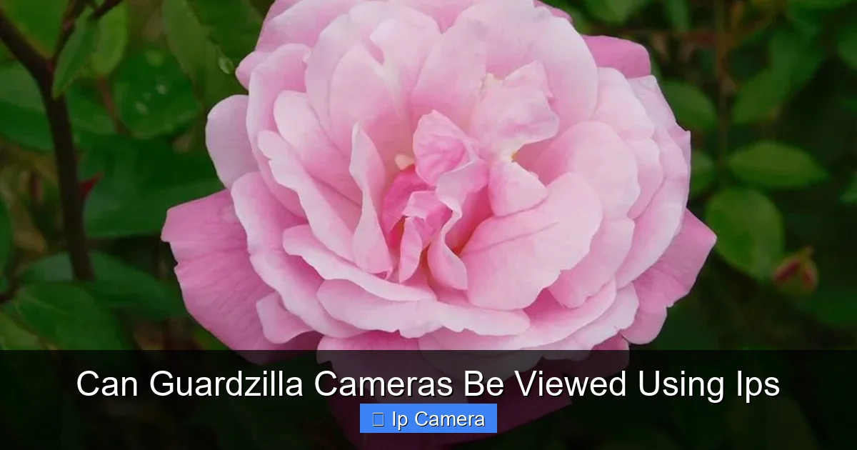 Can Guardzilla Cameras Be Viewed Using Ips