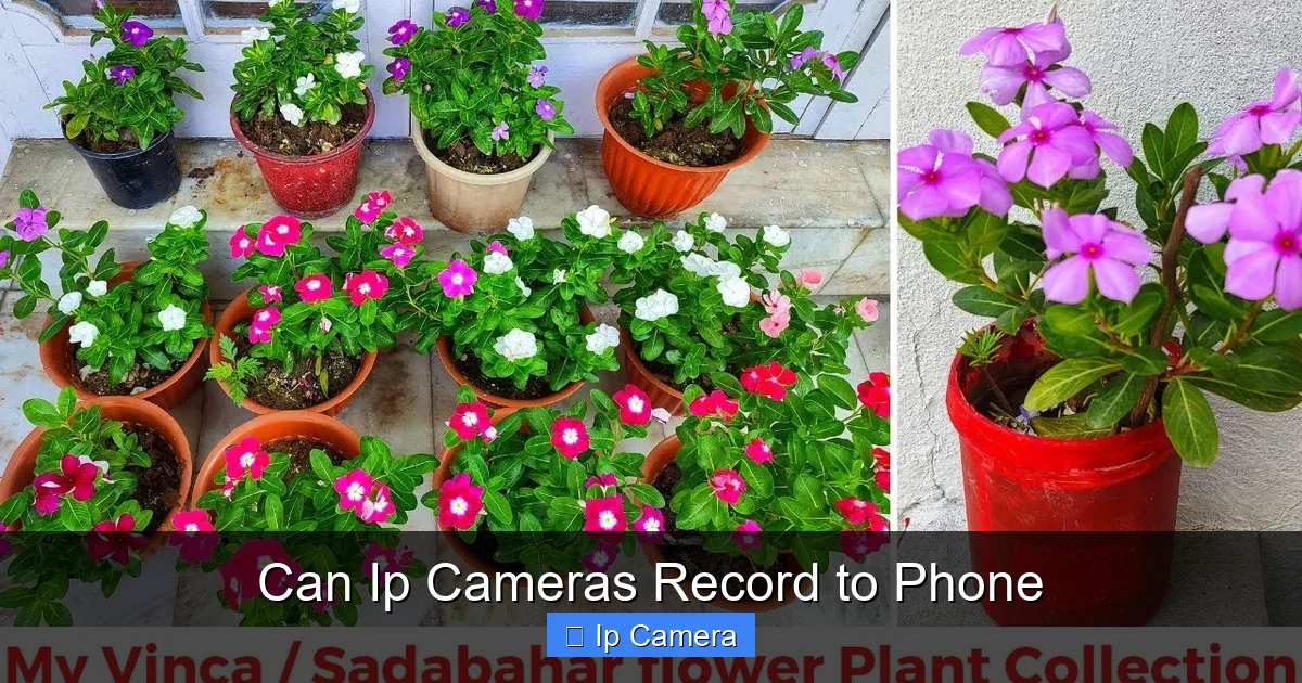 Can Ip Cameras Record to Phone