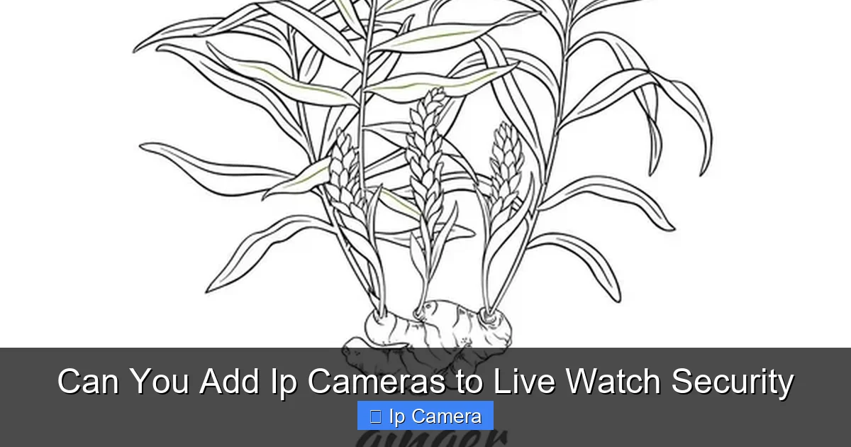 Can You Add Ip Cameras to Live Watch Security