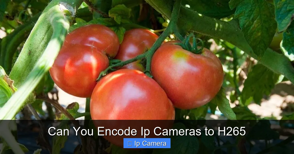Can You Encode Ip Cameras to H265