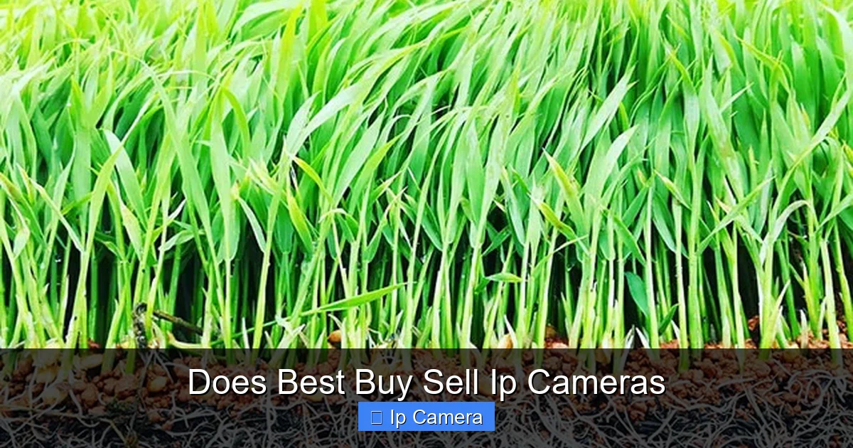 Does Best Buy Sell Ip Cameras