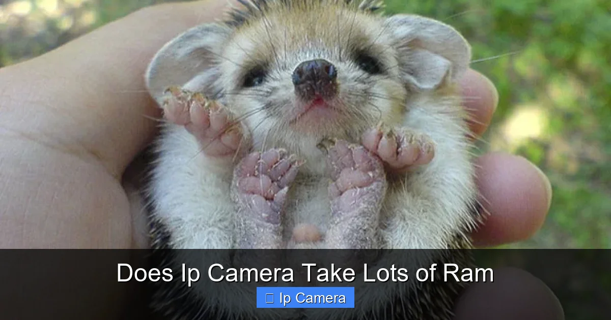 Does Ip Camera Take Lots of Ram