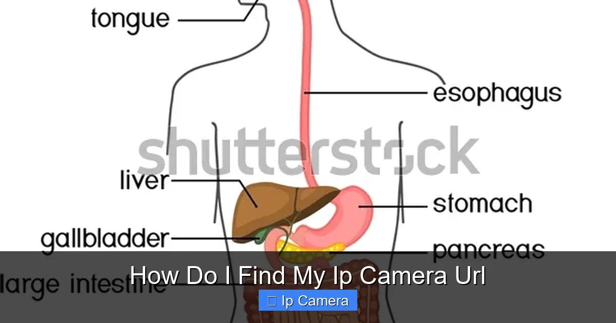 How Do I Find My Ip Camera Url