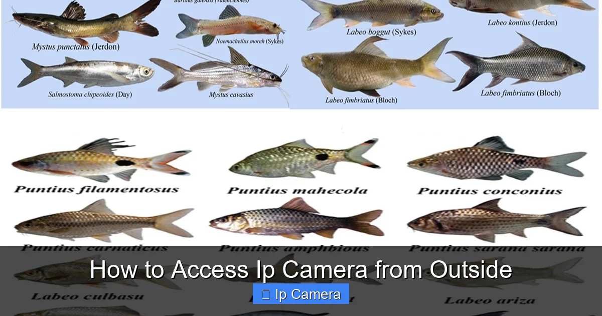 How to Access Ip Camera from Outside
