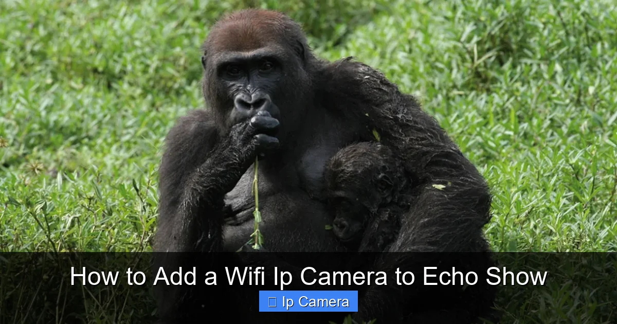 How to Add a Wifi Ip Camera to Echo Show