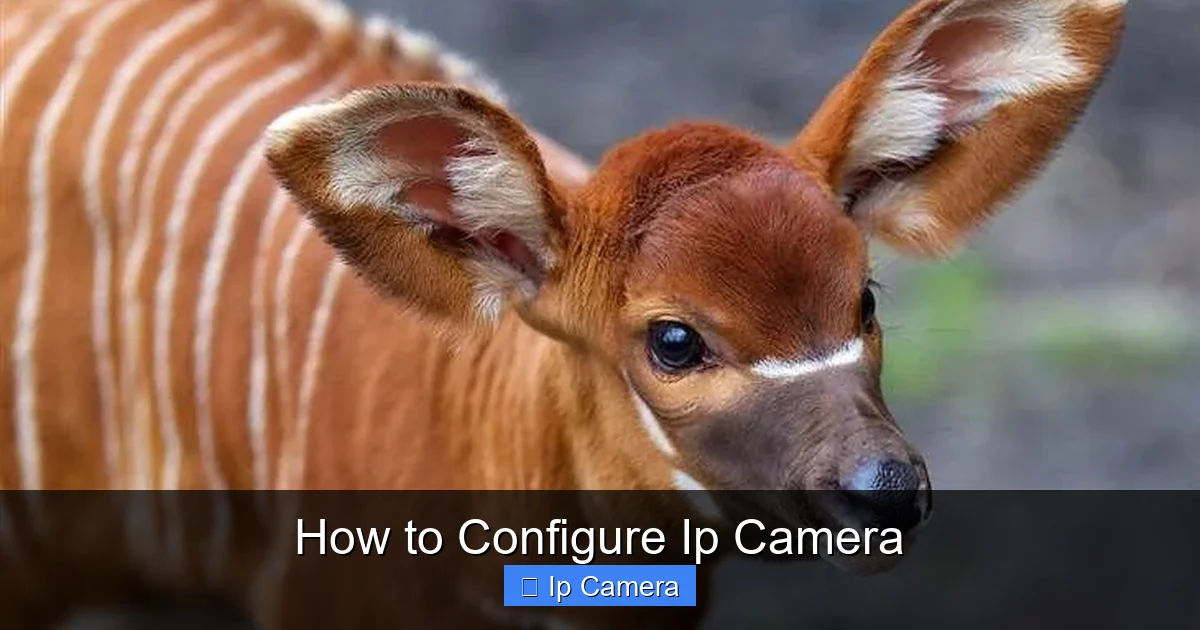 How to Configure Ip Camera
