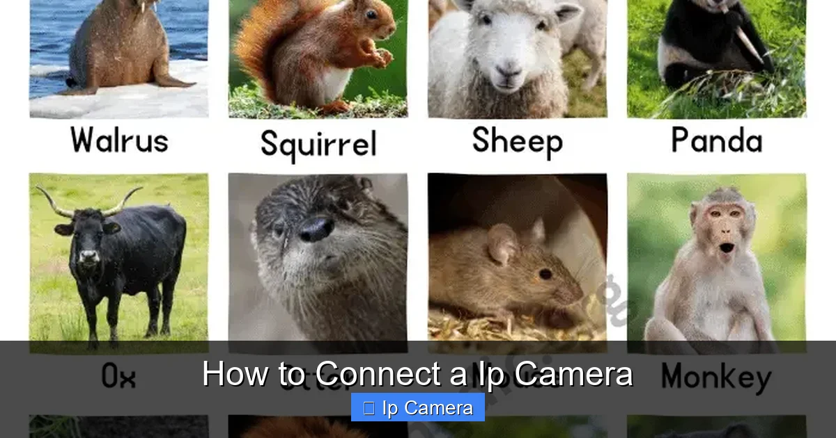 How to Connect a Ip Camera