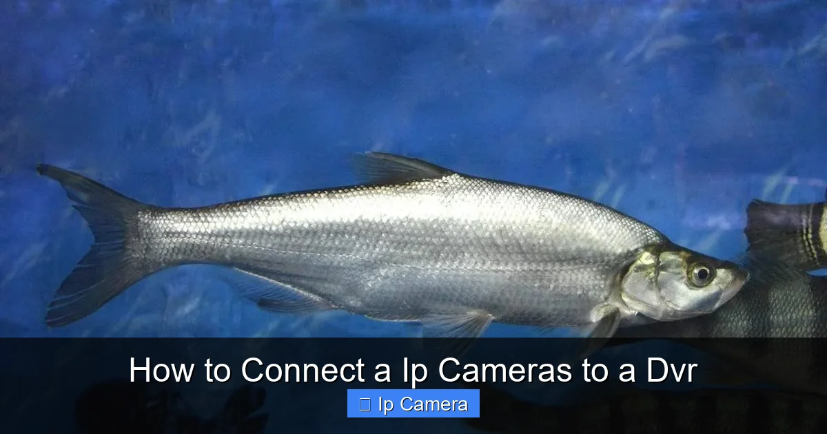 How to Connect a Ip Cameras to a Dvr