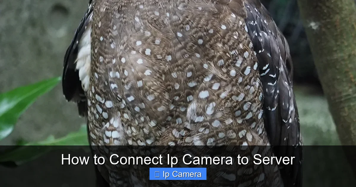 How to Connect Ip Camera to Server