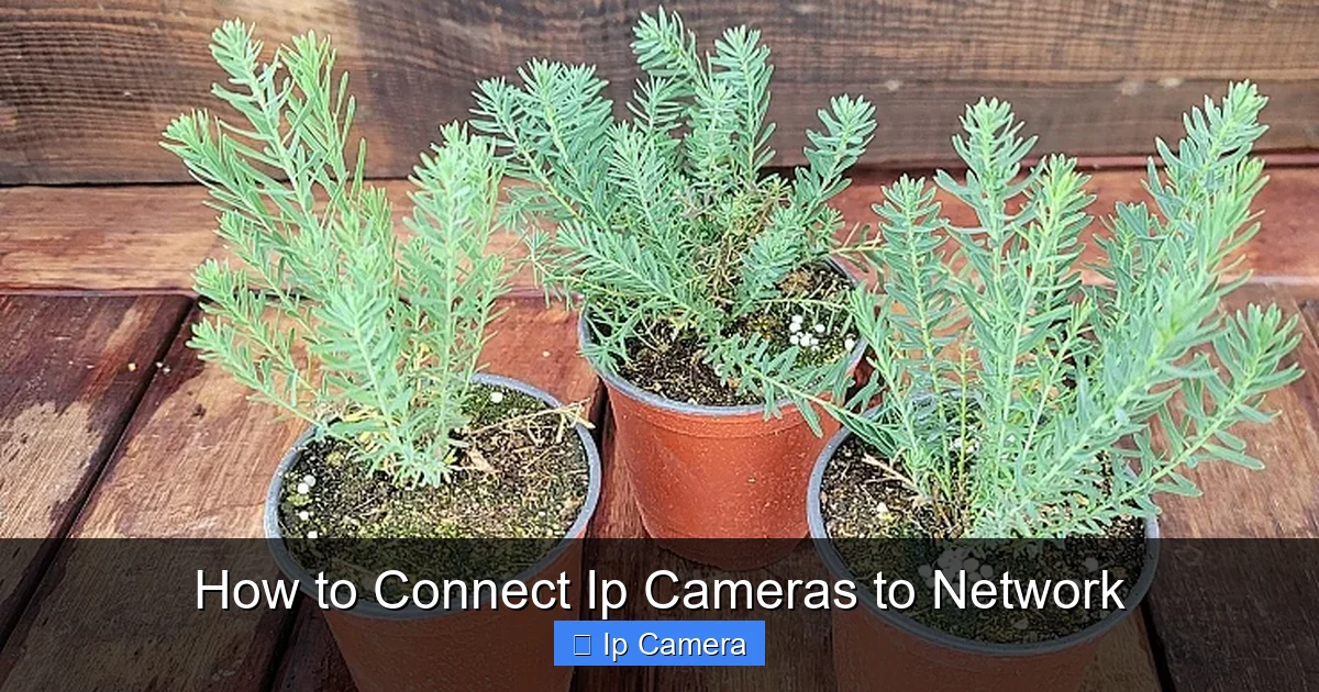 How to Connect Ip Cameras to Network