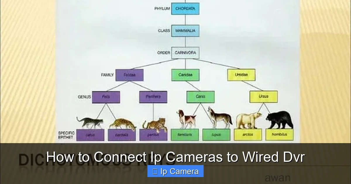 How to Connect Ip Cameras to Wired Dvr