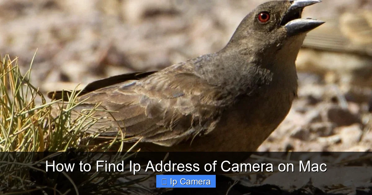How to Find Ip Address of Camera on Mac