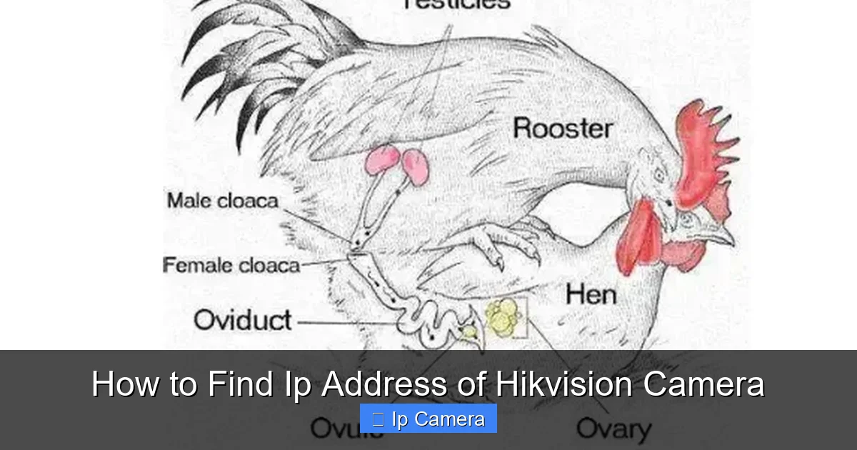 How to Find Ip Address of Hikvision Camera