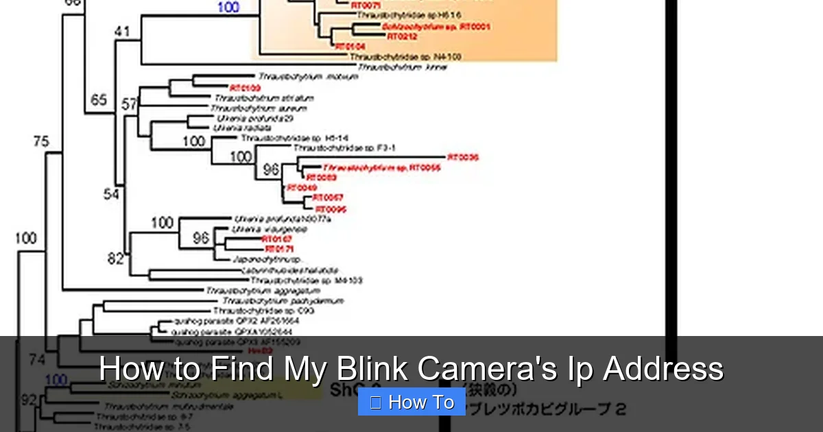 How to Find My Blink Camera's Ip Address