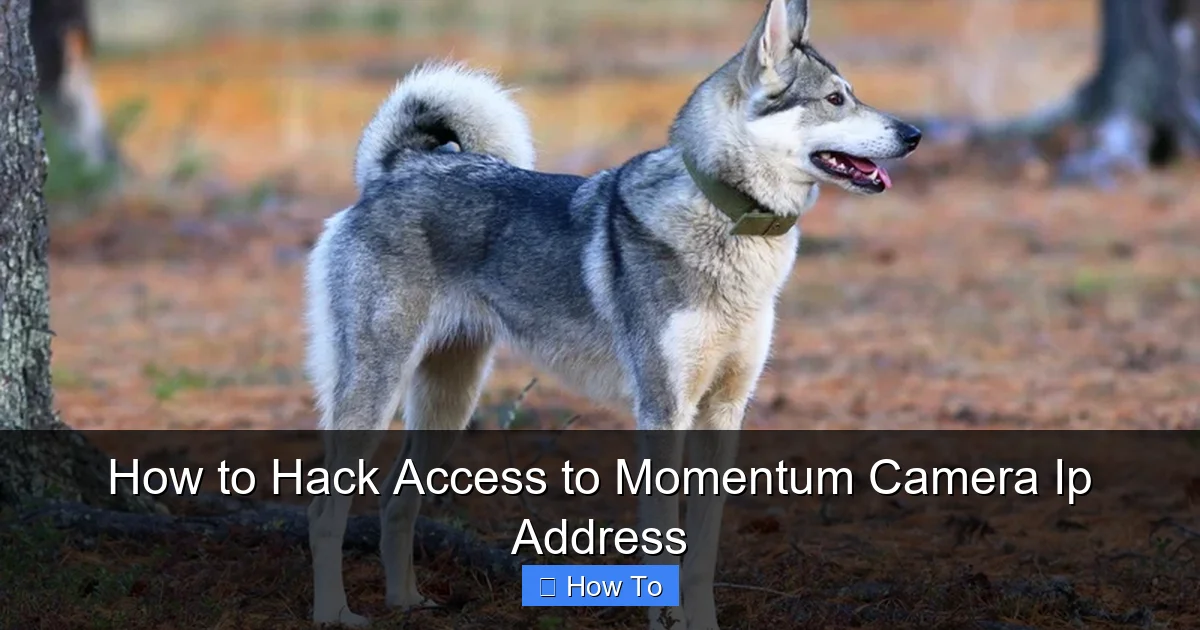 How to Hack Access to Momentum Camera Ip Address