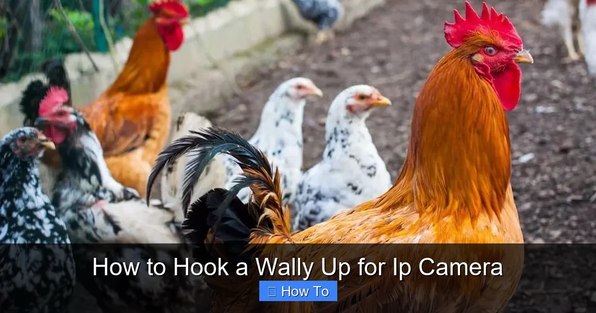 How to Hook a Wally Up for Ip Camera