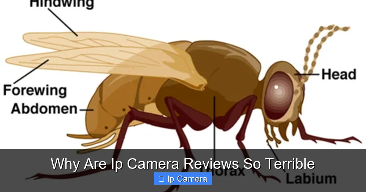 Why Are Ip Camera Reviews So Terrible