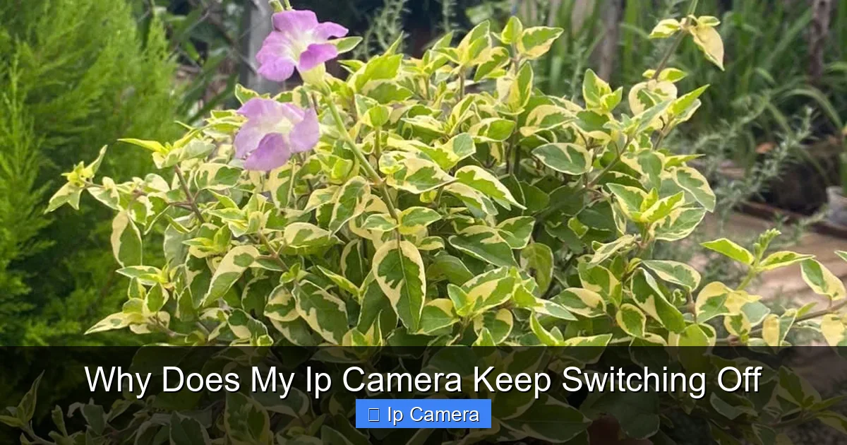 Why Does My Ip Camera Keep Switching Off